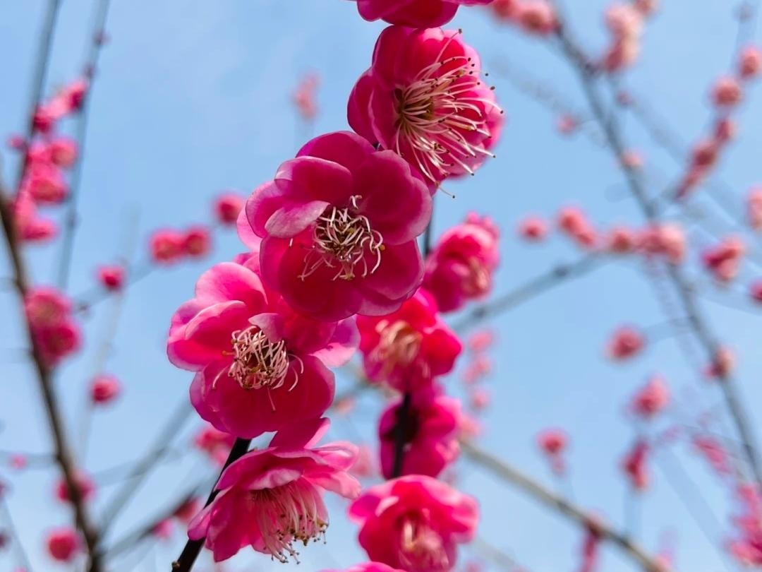 10 loài hoa thơm say mũi: Mùi hương độc nhất thế giới, đến thợ điều chế nước hoa cũng không thể bắt chước- Ảnh 5.