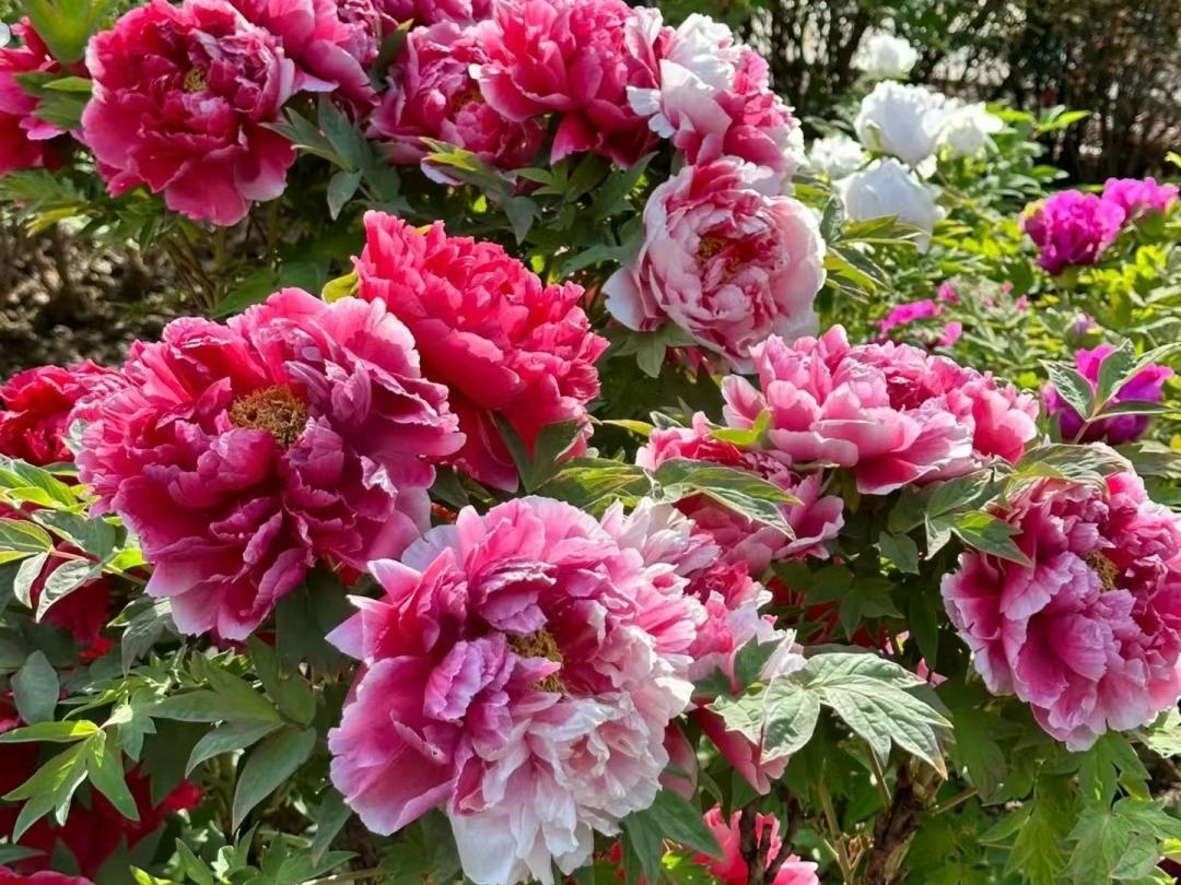 10 loài hoa thơm say mũi: Mùi hương độc nhất thế giới, đến thợ điều chế nước hoa cũng không thể bắt chước- Ảnh 6.