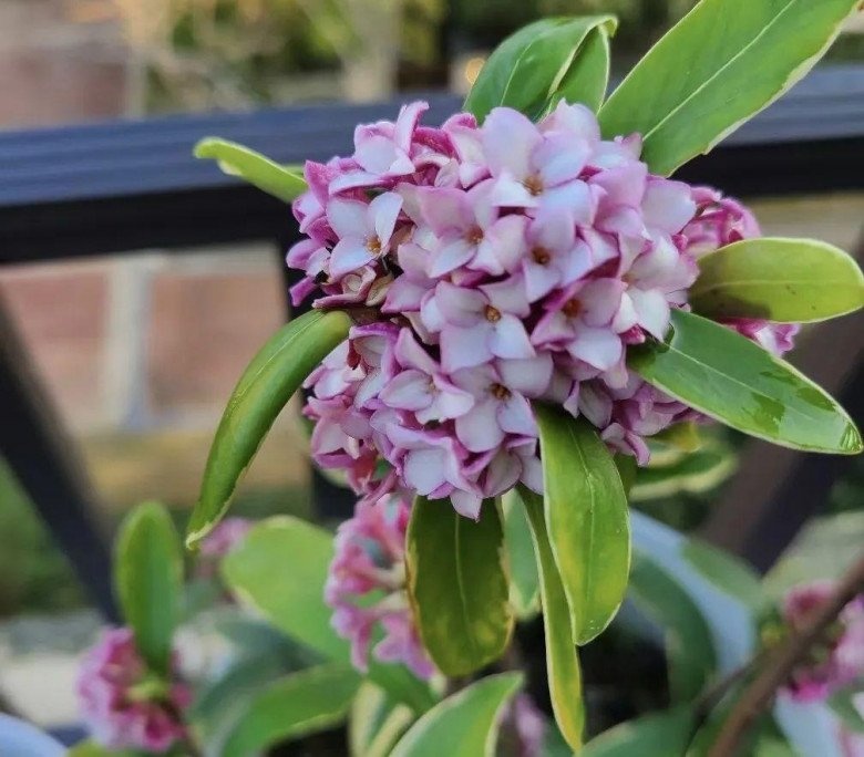 10 loài hoa thơm say mũi: Mùi hương độc nhất thế giới, đến thợ điều chế nước hoa cũng không thể bắt chước- Ảnh 7.