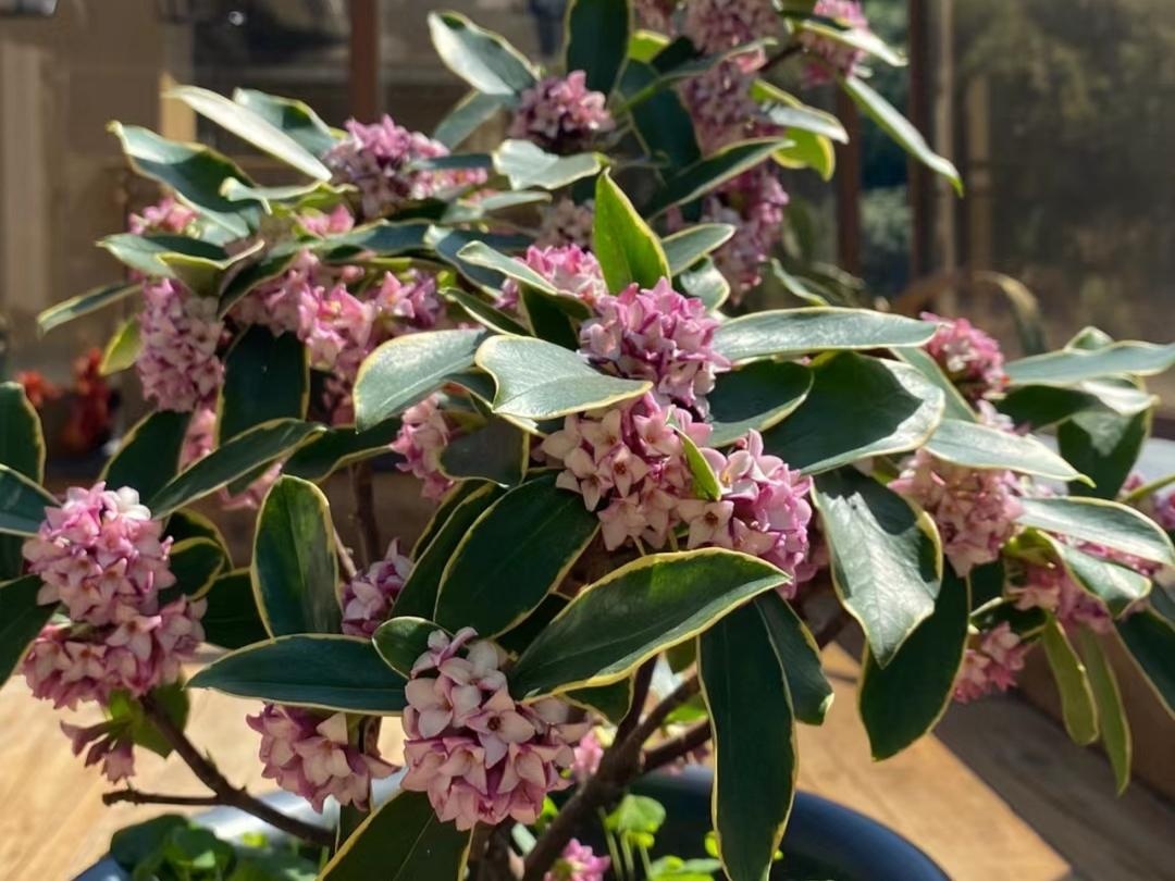 10 loài hoa thơm say mũi: Mùi hương độc nhất thế giới, đến thợ điều chế nước hoa cũng không thể bắt chước- Ảnh 8.