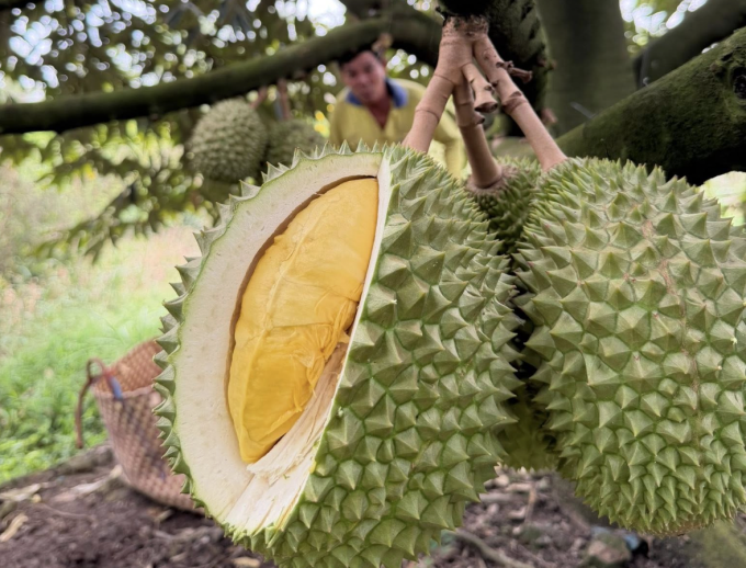 Sầu riêng tại nhà vườn ở miền Tây. Ảnh: Mạnh Khương