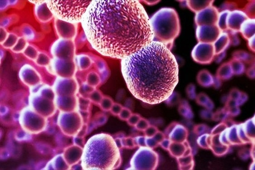 Tạp chí quốc tế công bố nghiên cứu ở Việt Nam về bệnh nhiễm khuẩn nguy hiểm - 3