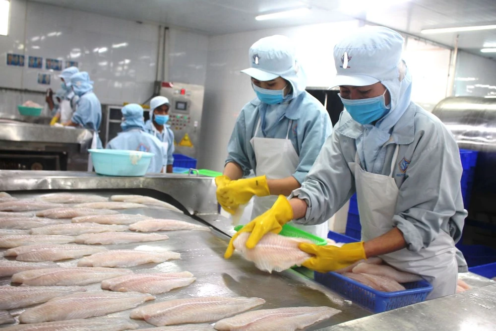 Đa dạng hóa đầu vào lẫn đầu ra, doanh nghiệp kiên quyết không phụ thuộc vào một vài thị trường truyền thống nhằm tránh các cú sốc đứt gãy. Ảnh: QH hinh-che-bien-ca-tra_XSOC.jpeg