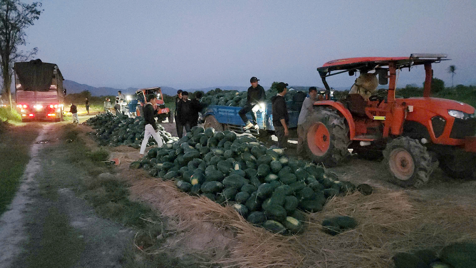 Hàng ngàn tấn dưa hấu 'ế' trên đồng, Gia Lai kêu gọi hỗ trợ tiêu thụ 2 Giải cứu dưa hấu Gia Lai: Hàng ngàn ha chờ đầu ra - Ảnh 2.