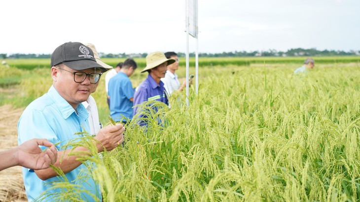 Phục hồi thành công nguồn gene thuần chủng 'nếp tiến vua' ở Quảng Ngãi 2 nguồn gen - Ảnh 2.
