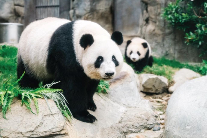 Bạn đã thử những trải nghiệm “đỉnh nóc, kịch trần” này của xứ Cảng Thơm?- Ảnh 4.