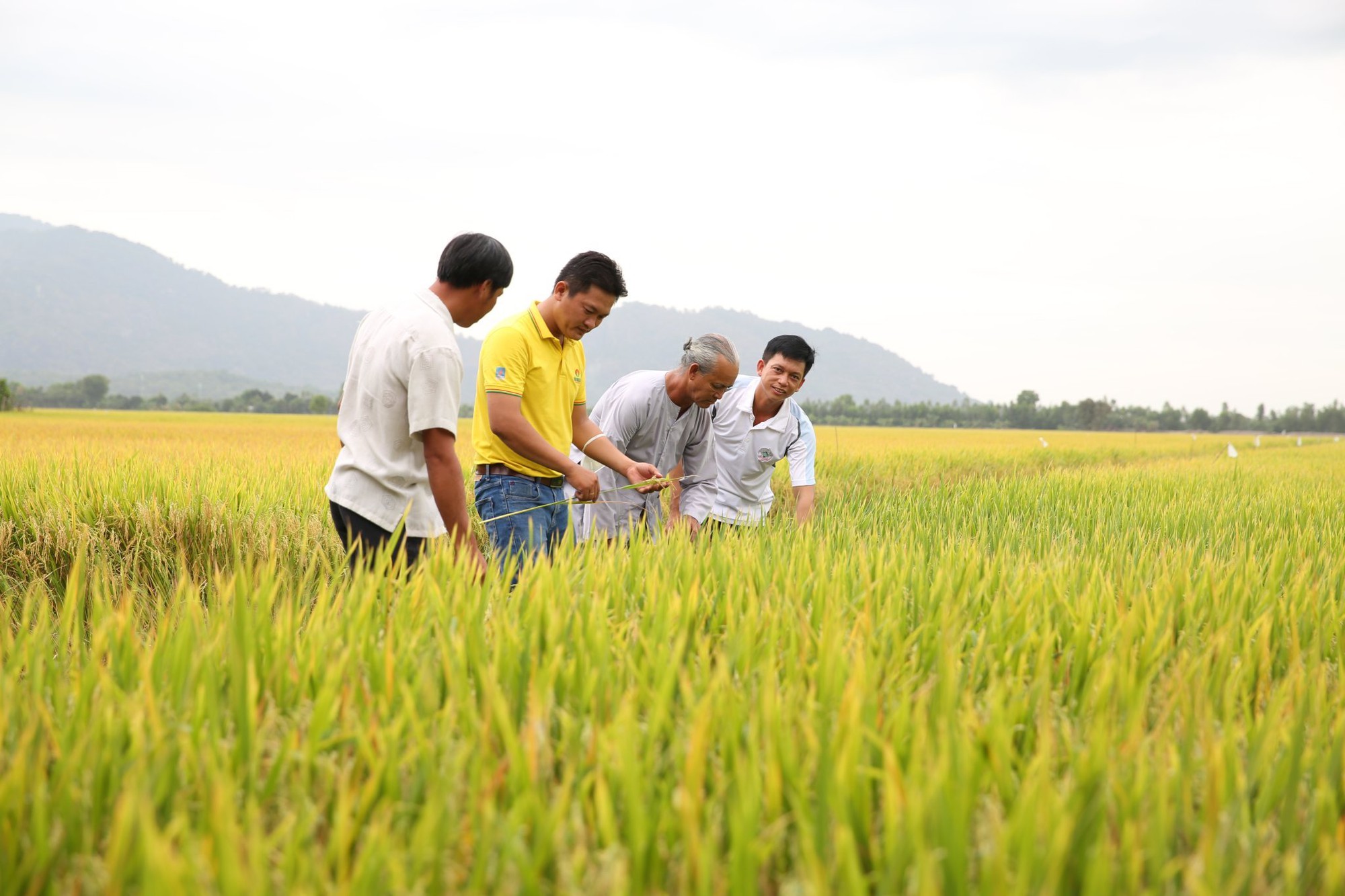 'Cai' thuốc bảo vệ thực vật cho nông sản- Ảnh 2. 'Cai' thuốc bảo vệ thực vật cho nông sản- Ảnh 2.