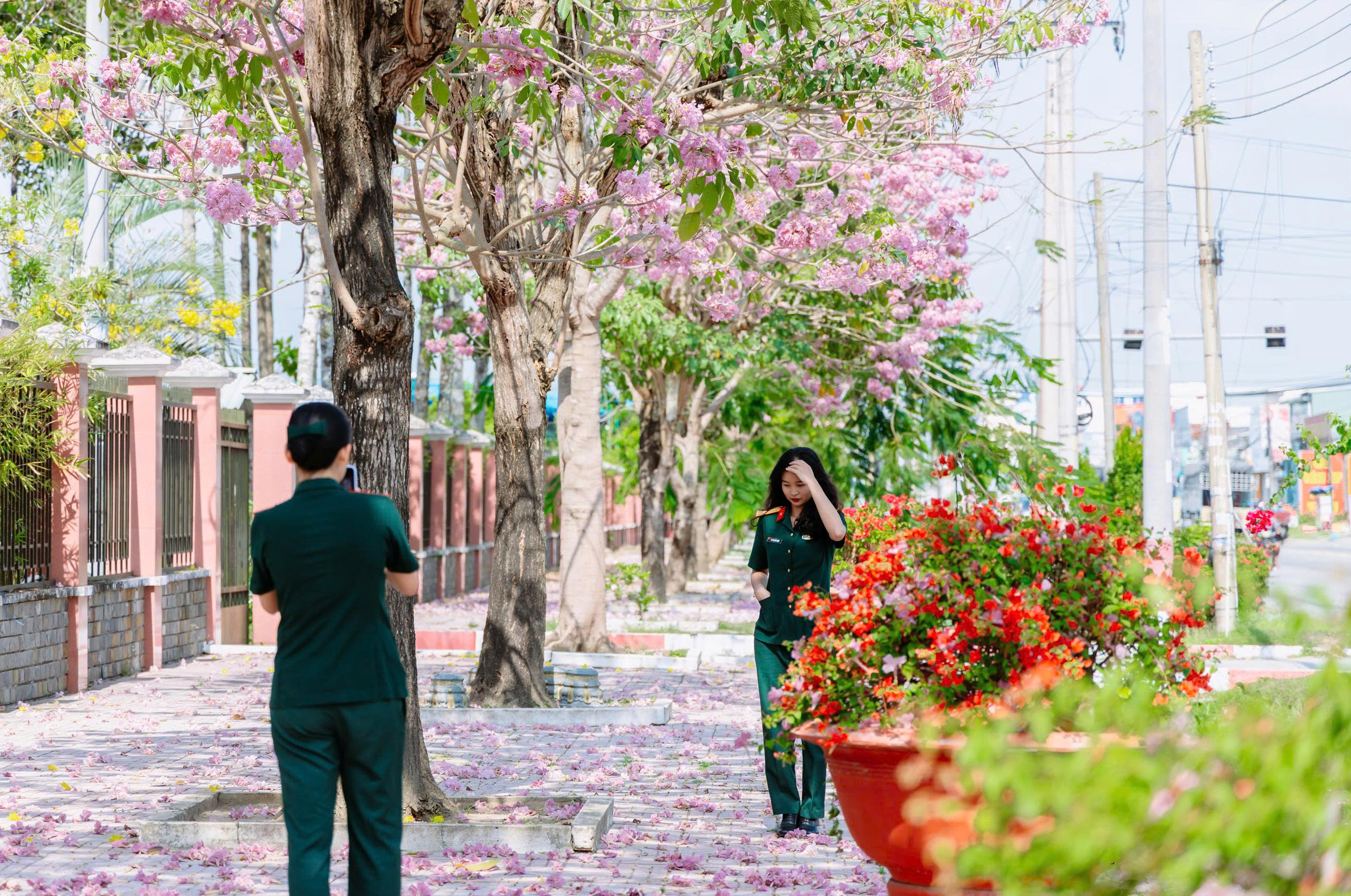 Sắc hồng kèn hồng tô thắm doanh trại 2 kèn hồng - Ảnh 2.