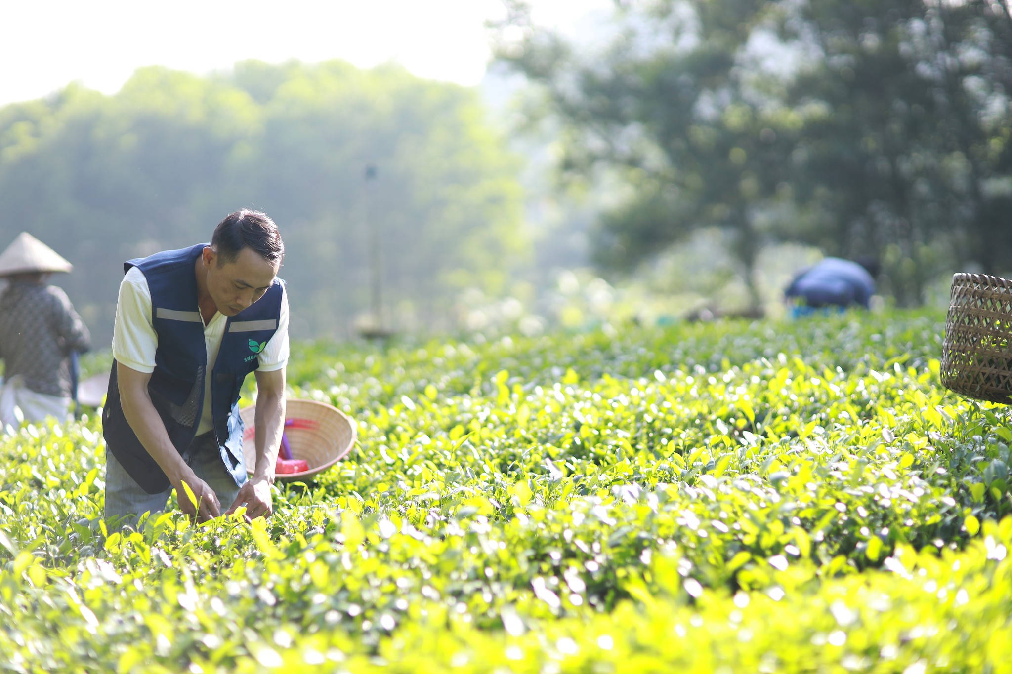 Về xóm trà Sương Mai sống chậm 10 Về xóm trà Sương Mai sống chậm - Ảnh 10.