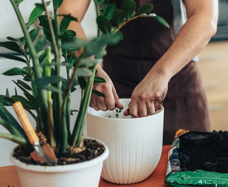 6 việc cần làm với cây kim tiền ngay bây giờ- Ảnh 2.