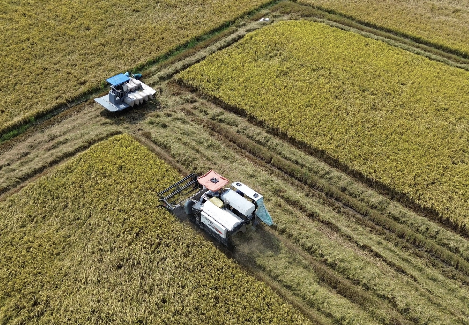 Doanh nghiệp 'nhường' lợi nhuận, cùng nông dân vượt 'bão giá' từ xung đột Trung Đông- Ảnh 2.