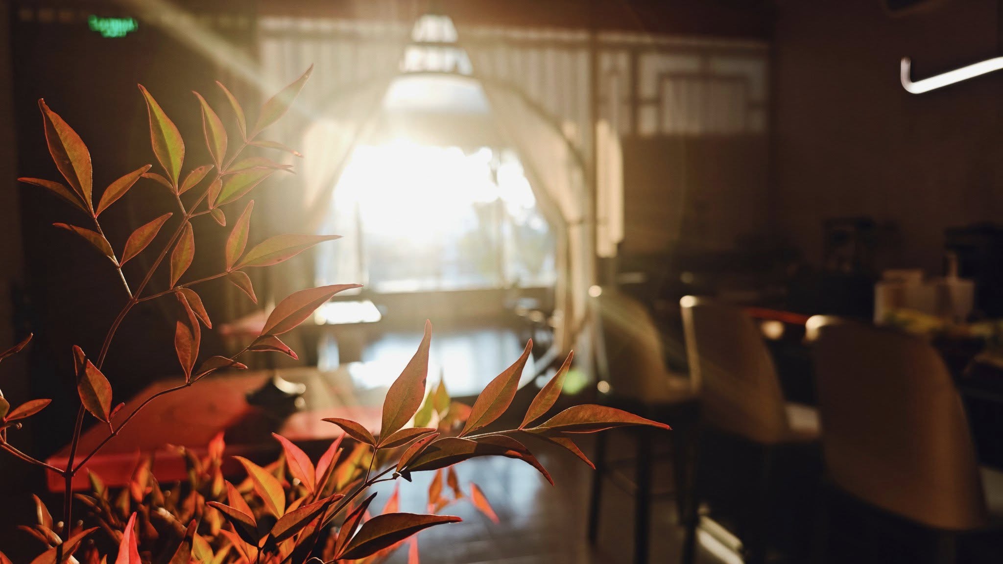 Chiếc cối xay cà phê và chén trà 