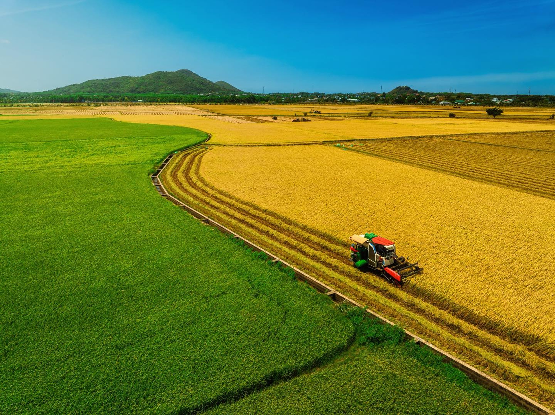Cánh đồng lúa chưa chín đều thành 2 màu xanh - vàng gây sốt ở TPHCM - 2 Cánh đồng lúa chưa chín đều thành 2 màu xanh - vàng gây sốt ở TPHCM - 2