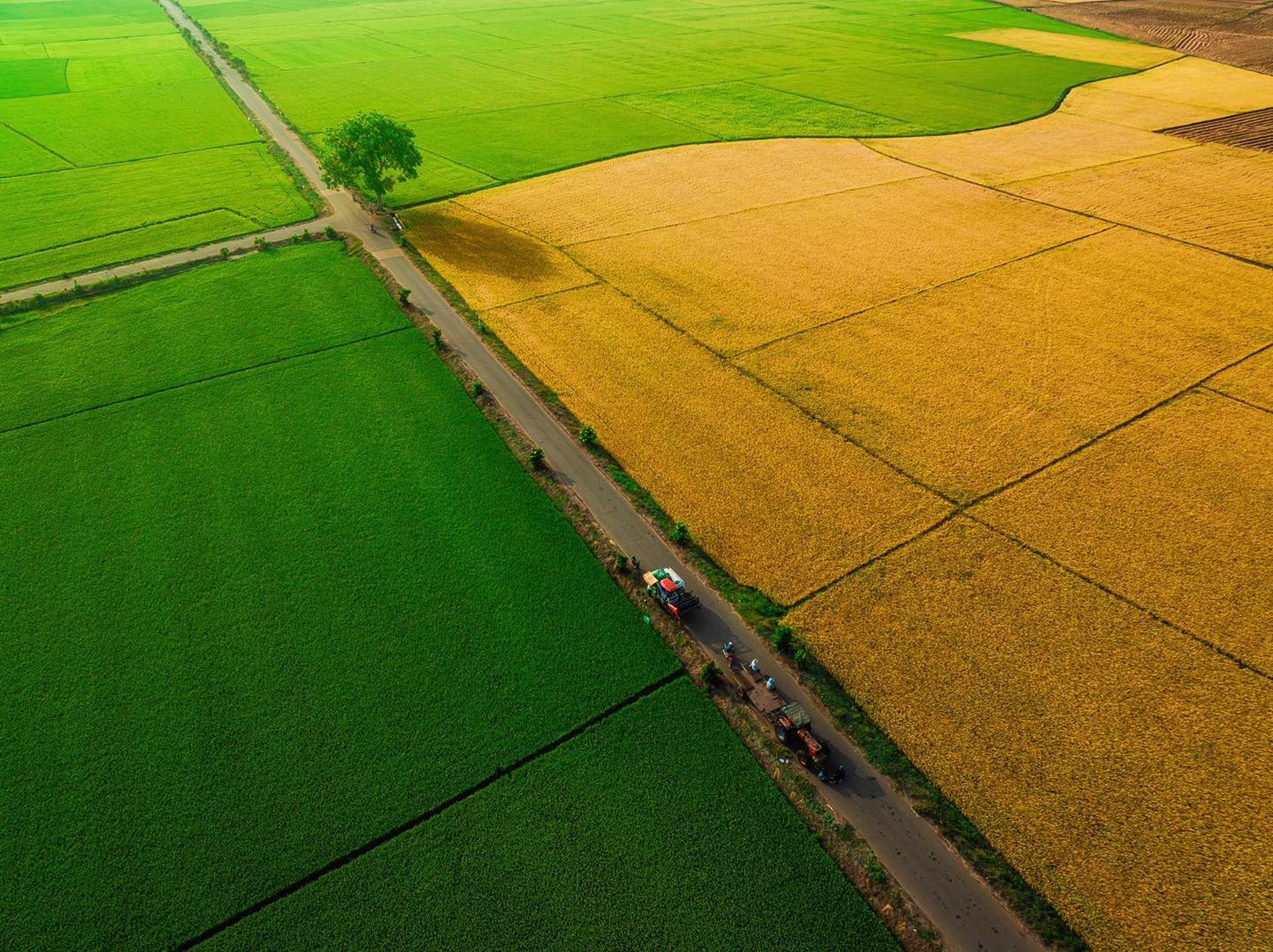 Cánh đồng lúa chưa chín đều thành 2 màu xanh - vàng gây sốt ở TPHCM - 3 Cánh đồng lúa chưa chín đều thành 2 màu xanh - vàng gây sốt ở TPHCM - 3