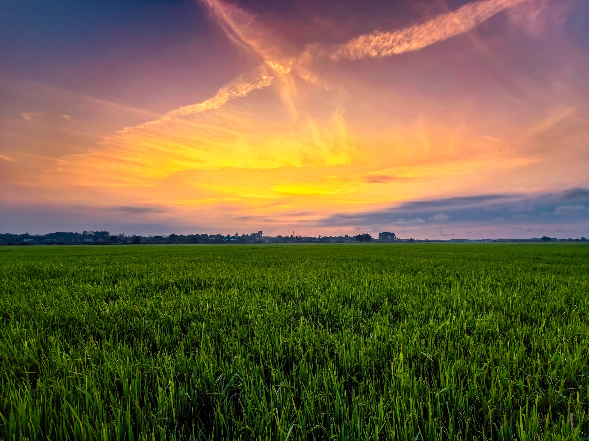 Cánh đồng lúa chưa chín đều thành 2 màu xanh - vàng gây sốt ở TPHCM - 5 Cánh đồng lúa chưa chín đều thành 2 màu xanh - vàng gây sốt ở TPHCM - 5