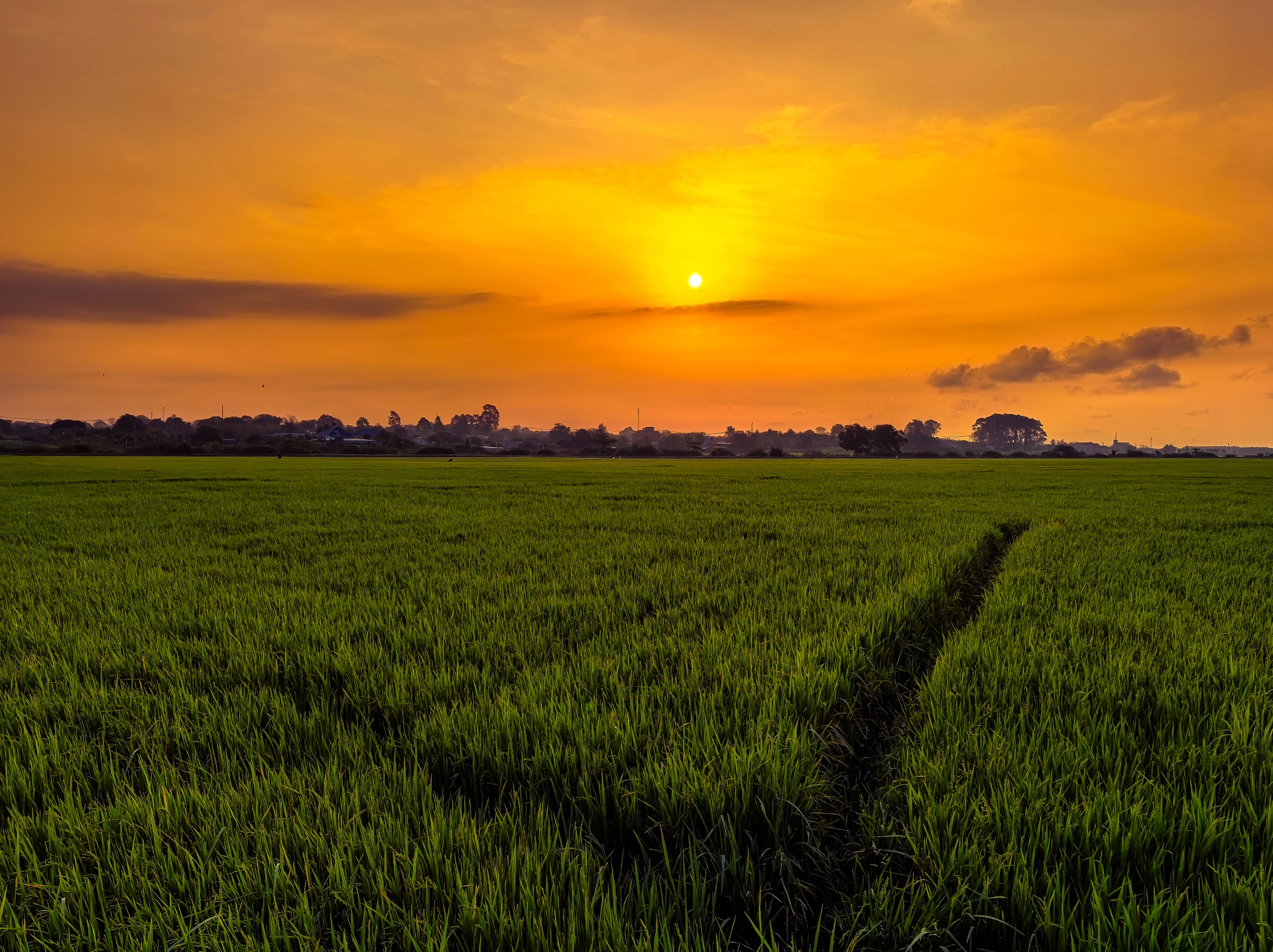 Cánh đồng lúa chưa chín đều thành 2 màu xanh - vàng gây sốt ở TPHCM - 6 Cánh đồng lúa chưa chín đều thành 2 màu xanh - vàng gây sốt ở TPHCM - 6