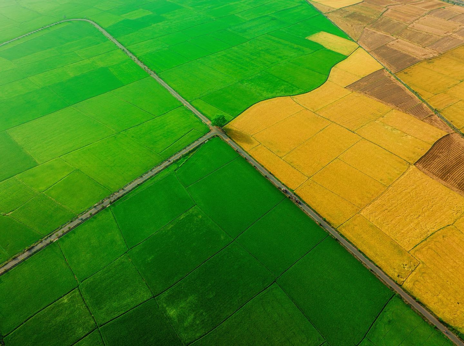 Cánh đồng lúa chưa chín đều thành 2 màu xanh - vàng gây sốt ở TPHCM - 7 Cánh đồng lúa chưa chín đều thành 2 màu xanh - vàng gây sốt ở TPHCM - 7