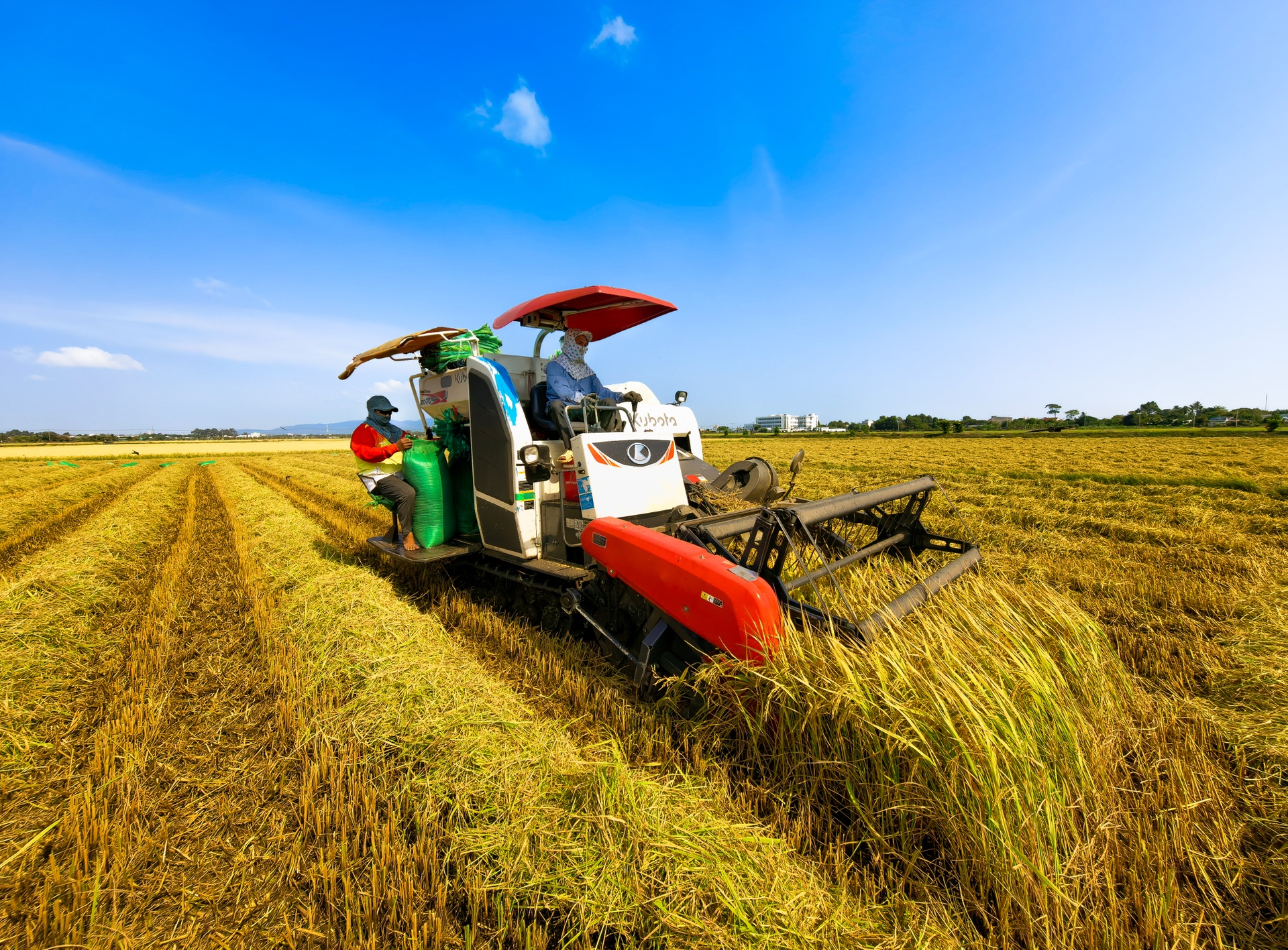 Cánh đồng lúa chưa chín đều thành 2 màu xanh - vàng gây sốt ở TPHCM - 8 Cánh đồng lúa chưa chín đều thành 2 màu xanh - vàng gây sốt ở TPHCM - 8