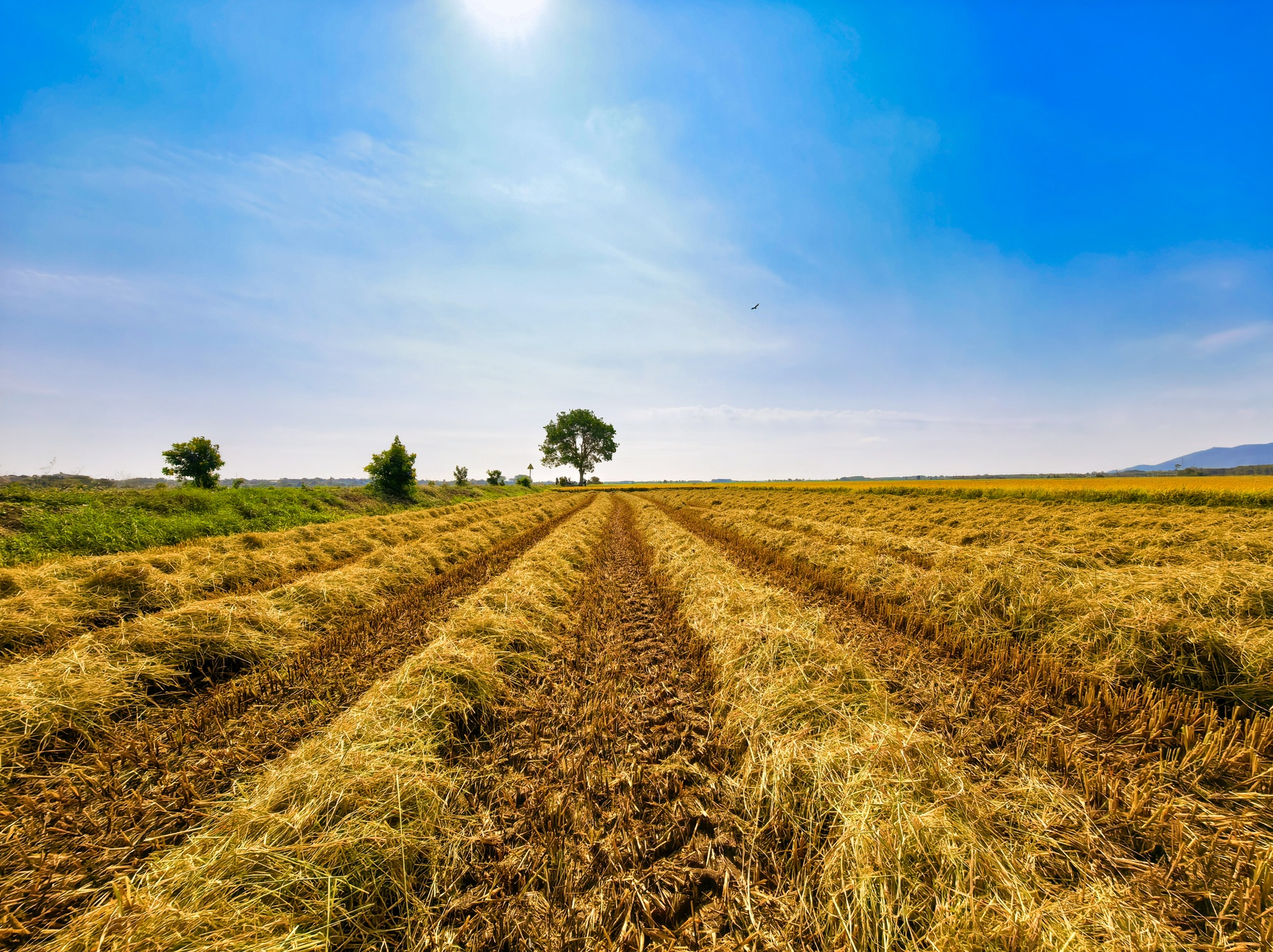 Cánh đồng lúa chưa chín đều thành 2 màu xanh - vàng gây sốt ở TPHCM - 9 Cánh đồng lúa chưa chín đều thành 2 màu xanh - vàng gây sốt ở TPHCM - 9