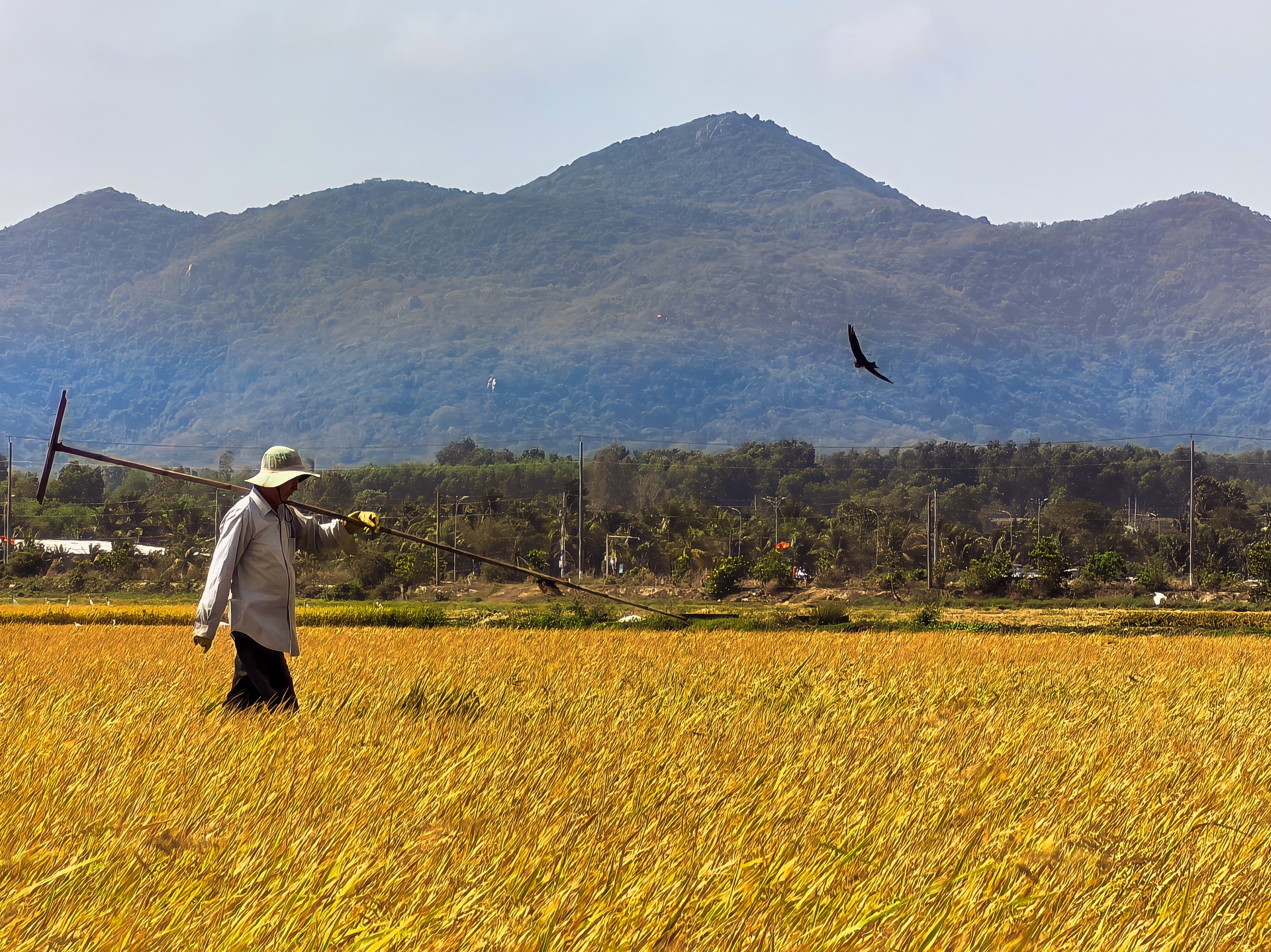 Cánh đồng lúa chưa chín đều thành 2 màu xanh - vàng gây sốt ở TPHCM - 10 Cánh đồng lúa chưa chín đều thành 2 màu xanh - vàng gây sốt ở TPHCM - 10