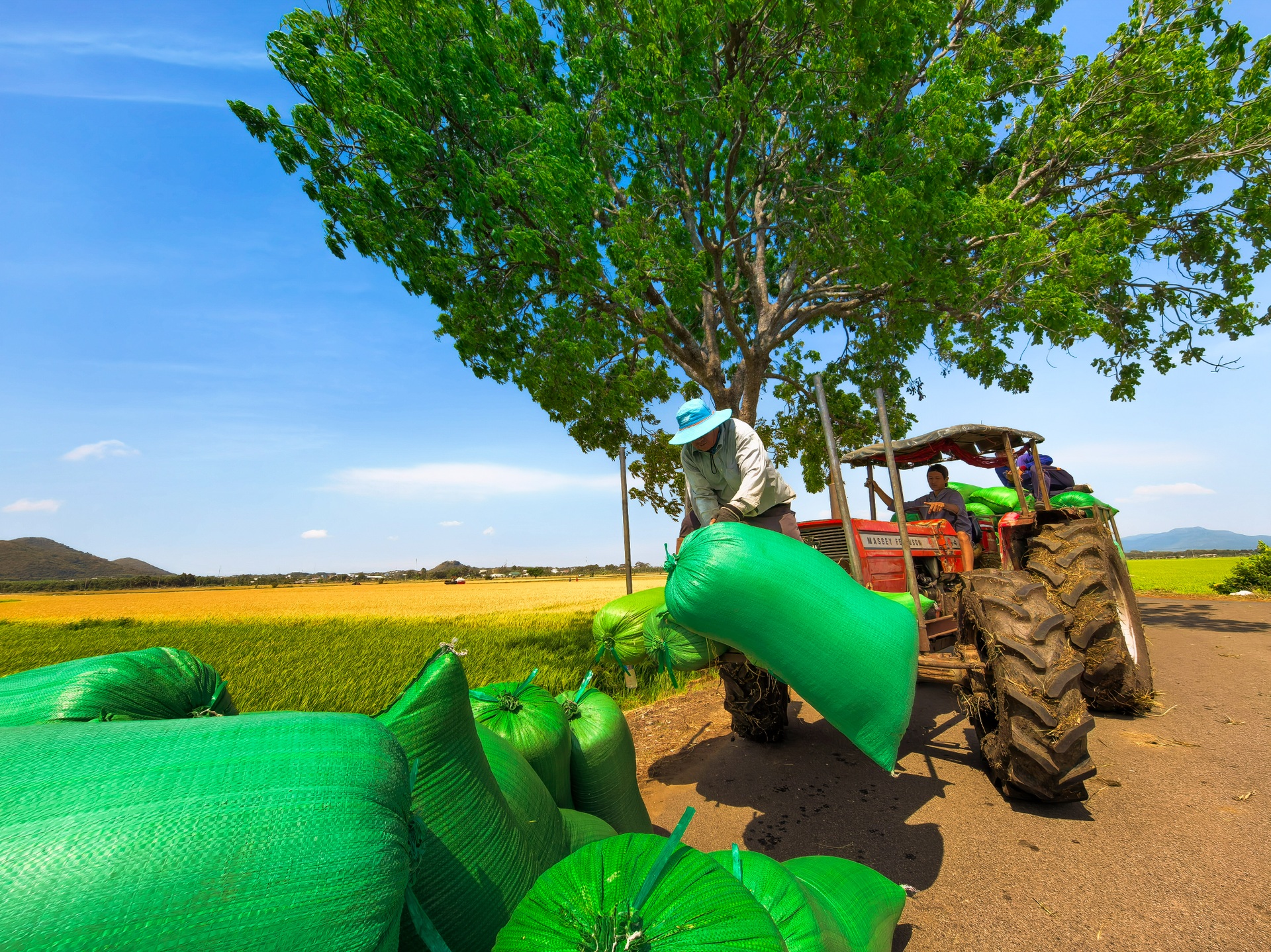 Cánh đồng lúa chưa chín đều thành 2 màu xanh - vàng gây sốt ở TPHCM - 11 Cánh đồng lúa chưa chín đều thành 2 màu xanh - vàng gây sốt ở TPHCM - 11