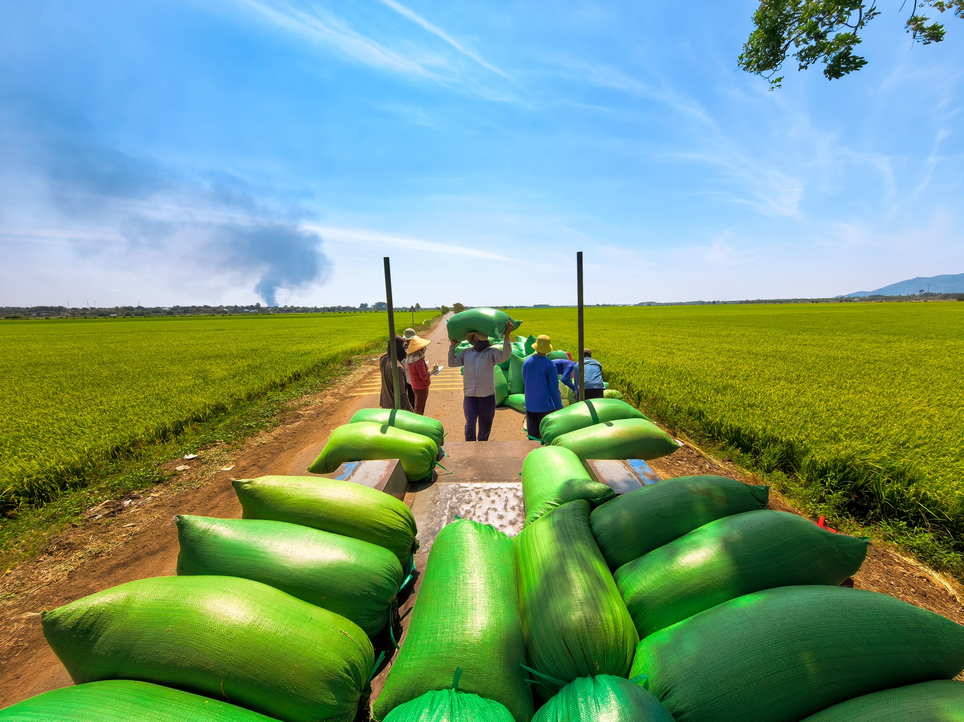 Cánh đồng lúa chưa chín đều thành 2 màu xanh - vàng gây sốt ở TPHCM - 12 Cánh đồng lúa chưa chín đều thành 2 màu xanh - vàng gây sốt ở TPHCM - 12