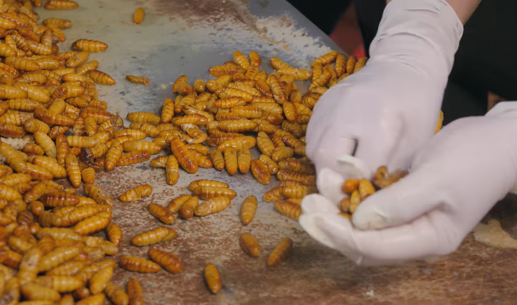 Nhộng tằm là nguyên liệu chế biến món ăn khá phổ biến nhưng không phải ai cũng dám thử, nhất là khách nước ngoài