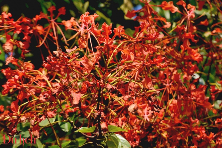 Bản hòa ca núi rừng rực rỡ sắc màu Sơn Tây Thượng - 5