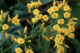 Ba người tử vong do uống rượu ngâm lá ngón