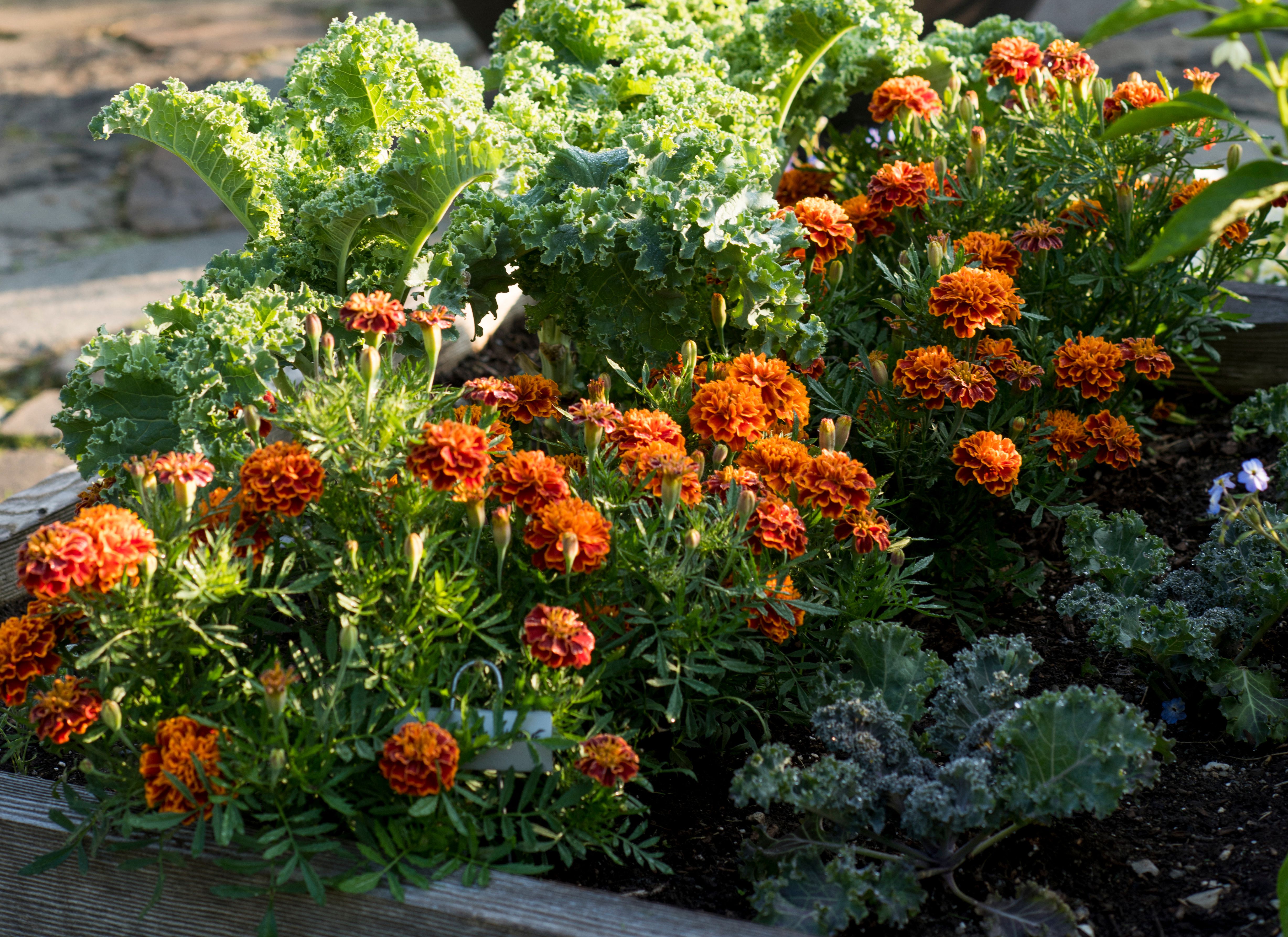 6 loại cây đuổi rắn, nên trồng trong nhà ngay- Ảnh 2.