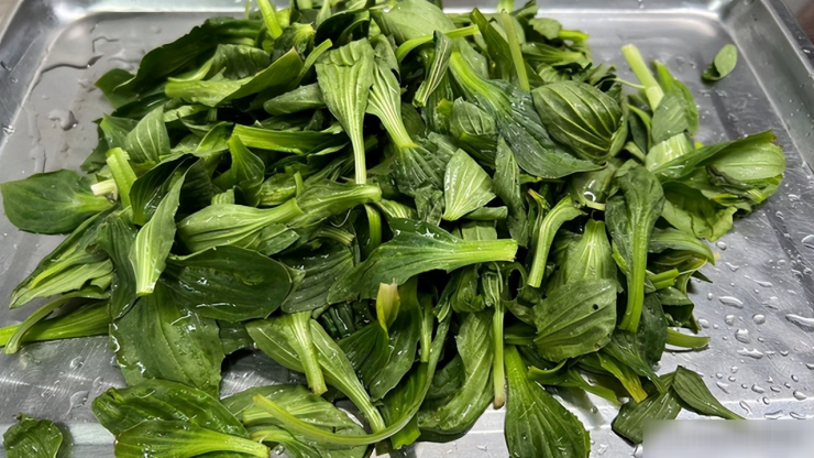 Loại rau này đang vào mùa, ngon hơn cải bó xôi, nhiều người coi như cỏ dại, xào trứng ngon cực phẩm - 3