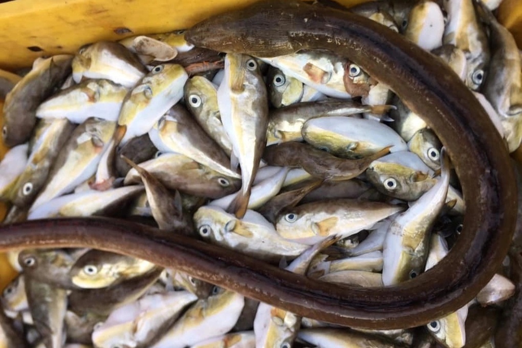 Ba người nhập viện sau khi ăn canh chua cá nóc - 2