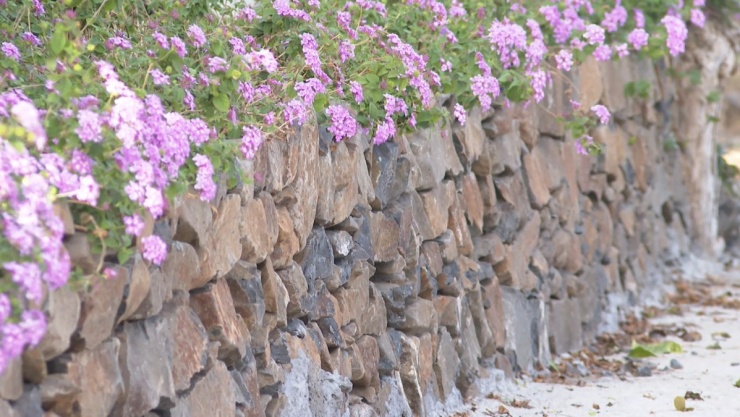 Làng đá Phú Hạnh kể câu chuyện trăm năm 4 Hàng rào đá được trang trí bởi hoa ngũ sắc