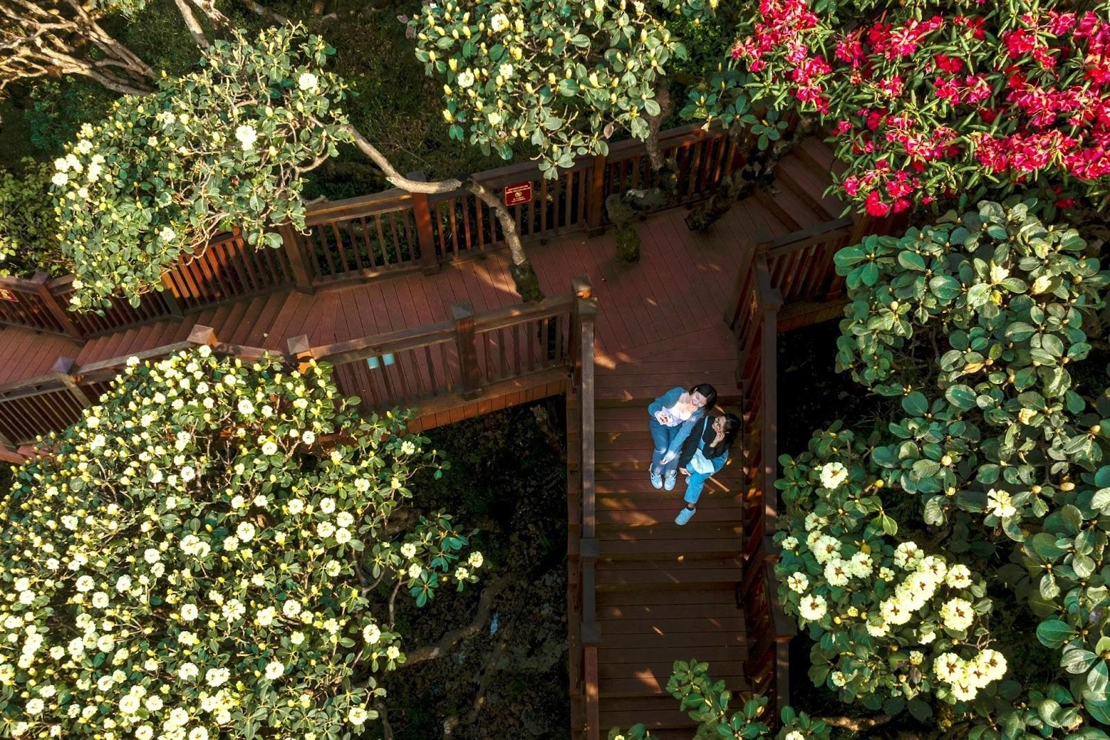 Đến Fansipan dịp lễ tháng 4, du khách sẽ được ngắm hoa đỗ quyên nở rộ rực rỡ sắc màu.