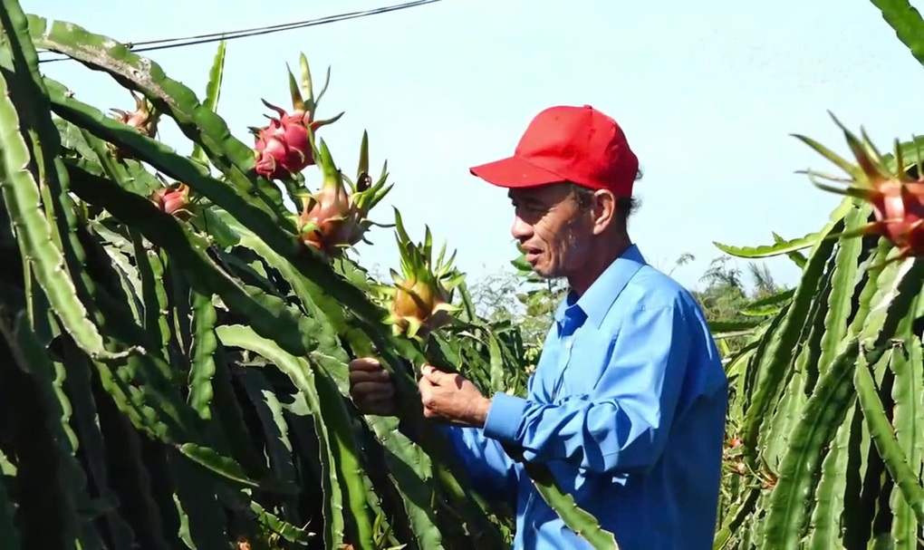 Nông sản Việt đối mặt rủi ro khi EU siết dư lượng thuốc bảo vệ thực vật - 2