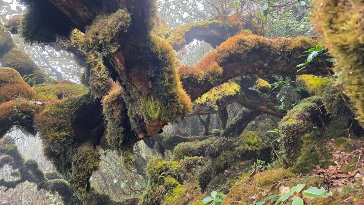 Càng tiến sâu, lối mòn càng hẹp và dựng đứng. Ánh sáng yếu dần khi bị che khuất bởi tầng tầng lớp lớp tán cây già. Không gian trở nên tĩnh lặng, chỉ còn tiếng gió lùa qua kẽ lá, tiếng nước chảy từ những con suối đầu nguồn. Cảm giác như đang bước vào một khu rừng nguyên thủy chưa từng bị xáo trộn.