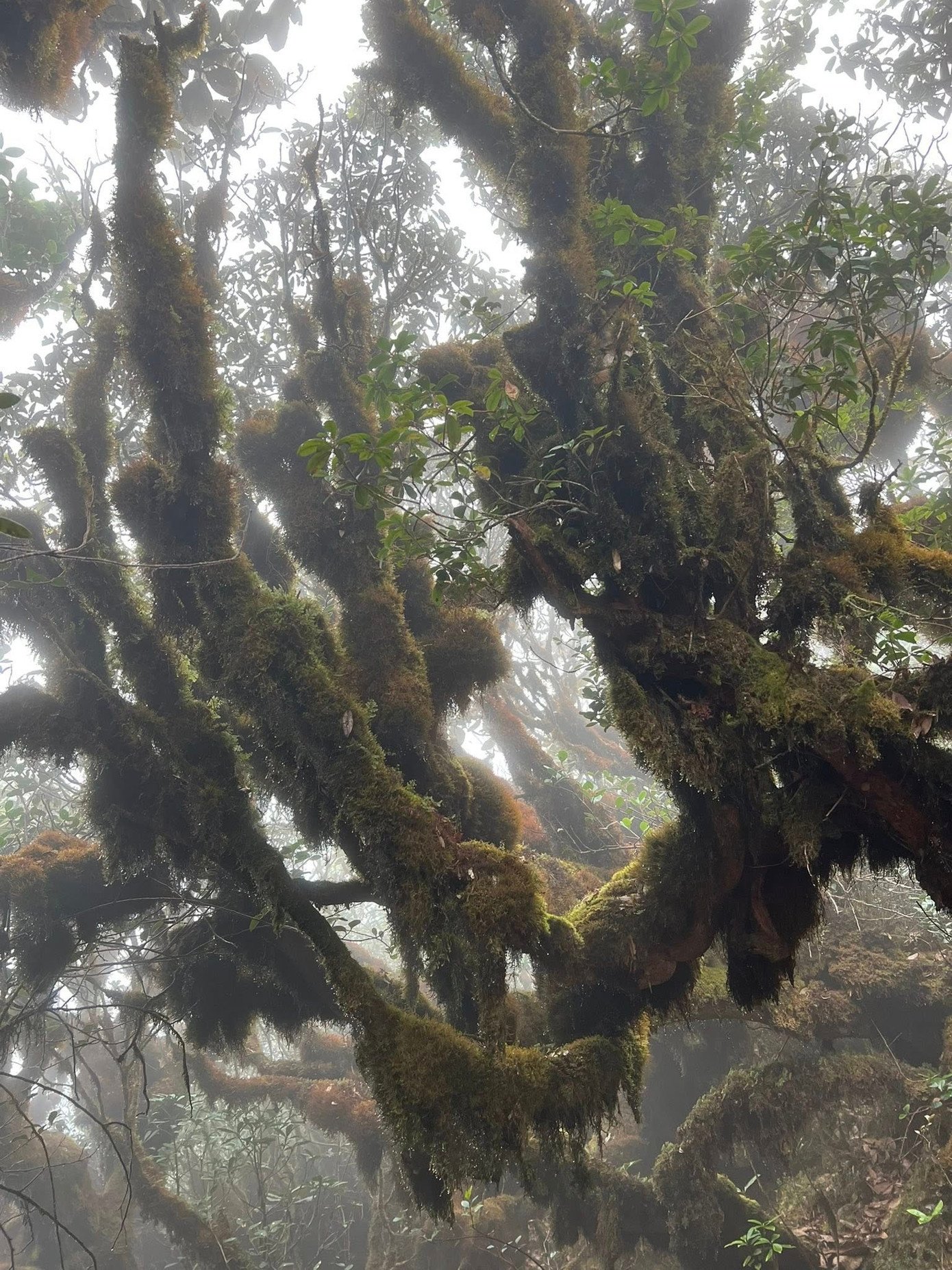 Một trong những điểm ấn tượng nhất là khu rừng rêu dưới chân đỉnh Tà Dê Đơ, cao gần 2.920m. Tại đây, ánh nắng hiếm hoi xuyên qua tán lá dày, kết hợp với màn sương giăng lối và lớp rêu phủ kín, tạo nên khung cảnh nửa thực, nửa mơ. Rêu không chỉ bám trên thân cây, rêu còn phủ kín những phiến đá, len lỏi qua từng gốc rễ, nhuộm cả không gian bằng sắc xanh trầm mặc, tạo nên khung cảnh kỳ ảo như trong truyện cổ.