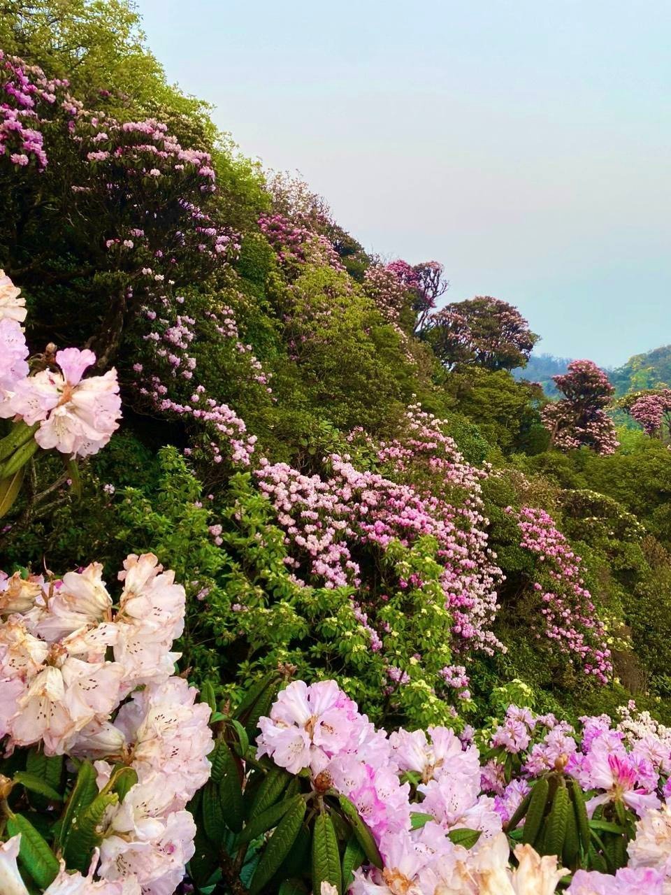 Không chỉ có rêu, hệ thực vật nơi đây còn phong phú với những cánh rừng hoa đỗ quyên cổ thụ, phong lá đỏ nổi bật giữa nền xanh, cùng nhiều loài cây bản địa quý hiếm. Vào mùa hoa, cả khu rừng bừng sáng với sắc đỏ, hồng, tím, tạo nên một bức tranh tương phản đầy mê hoặc. Xen giữa là những ghềnh đá dựng đứng, những dòng thác trắng xóa đổ xuống quanh năm, góp phần hoàn thiện vẻ đẹp vừa hùng vĩ, vừa nên thơ.