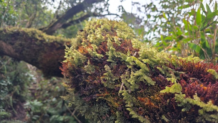 Ông Nguyễn Cao Cường cho biết, những năm gần đây, lượng khách trekking đến Ngọc Chiến tăng nhanh. Không ít người tìm đến chỉ để một lần bước vào khu rừng rêu, hít thở bầu không khí ẩm lạnh, lắng nghe nhịp thở của đại ngàn. Có người quay lại nhiều lần, bởi mỗi mùa, khu rừng lại mang một vẻ đẹp khác biệt.