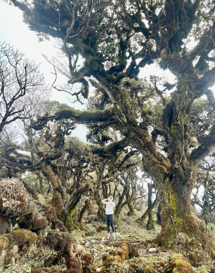 Nhờ đó, dù lượng khách tăng, rừng già vẫn giữ được vẻ nguyên vẹn. Những lớp rêu vẫn phủ dày, những thân cây cổ thụ vẫn sừng sững giữa sương mù như minh chứng cho sự trường tồn của tự nhiên.