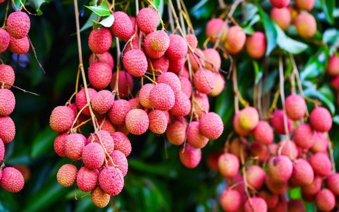 Loại quả khiến Dương Quý Phi đặc biệt thích: Xưa vận chuyển nghìn dặm, nay bán đầy vỉa hè- Ảnh 3.