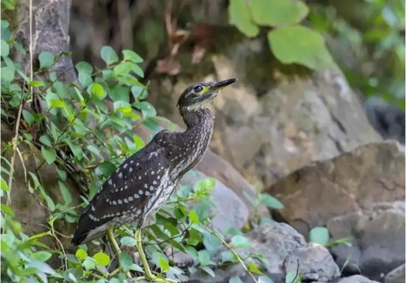 Đi câu cá, người đàn ông bất ngờ đụng độ loài vật hiếm hơn gấu trúc: Cả thế giới chỉ còn 1.000 con- Ảnh 2.