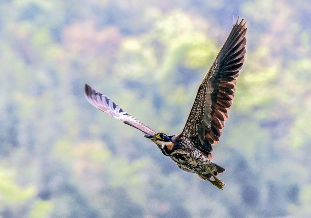 Đi câu cá, người đàn ông bất ngờ đụng độ loài vật hiếm hơn gấu trúc: Cả thế giới chỉ còn 1.000 con- Ảnh 4.