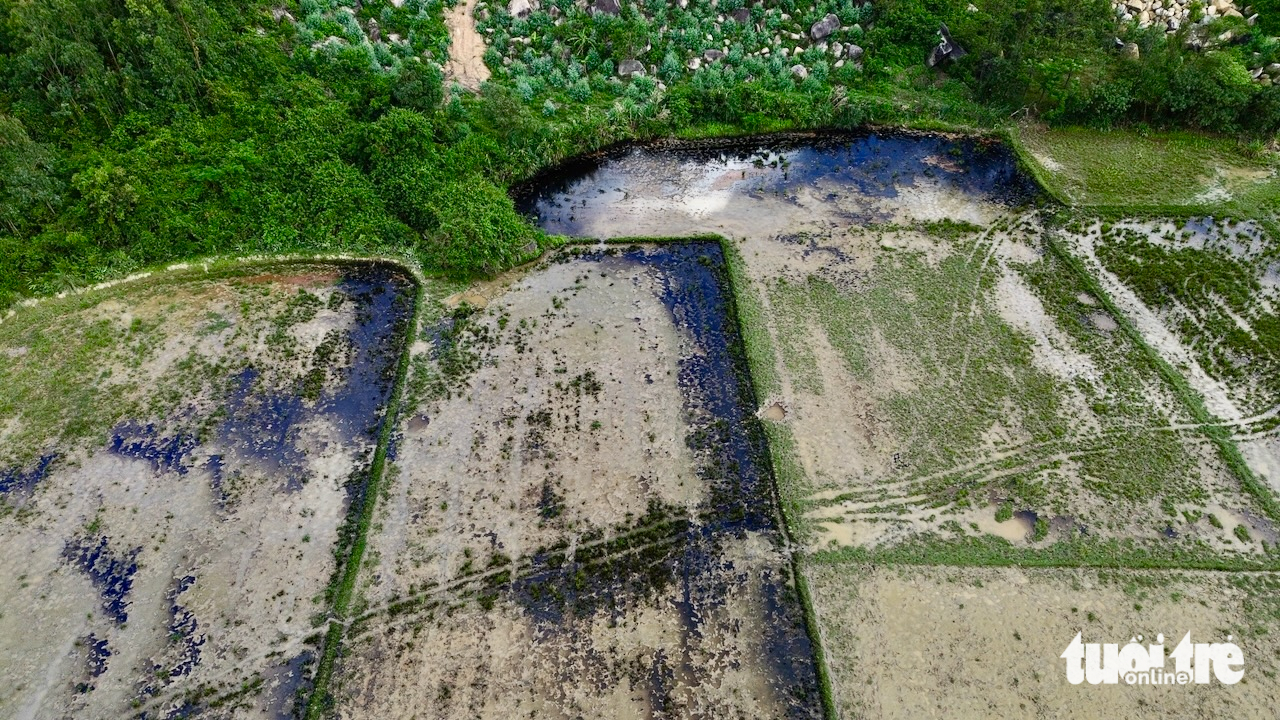 Công an điều tra vụ dầu nhớt tràn ruộng lúa bên cao tốc Chí Thạnh - Vân Phong - Ảnh 5.
