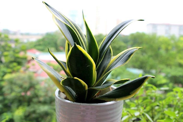 5 loại cây “chân ái” cho ban công: đẹp, dễ trồng, phong thuỷ cực tốt- Ảnh 3.