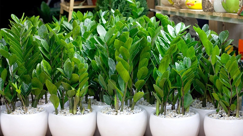 5 loại cây “chân ái” cho ban công: đẹp, dễ trồng, phong thuỷ cực tốt- Ảnh 5.