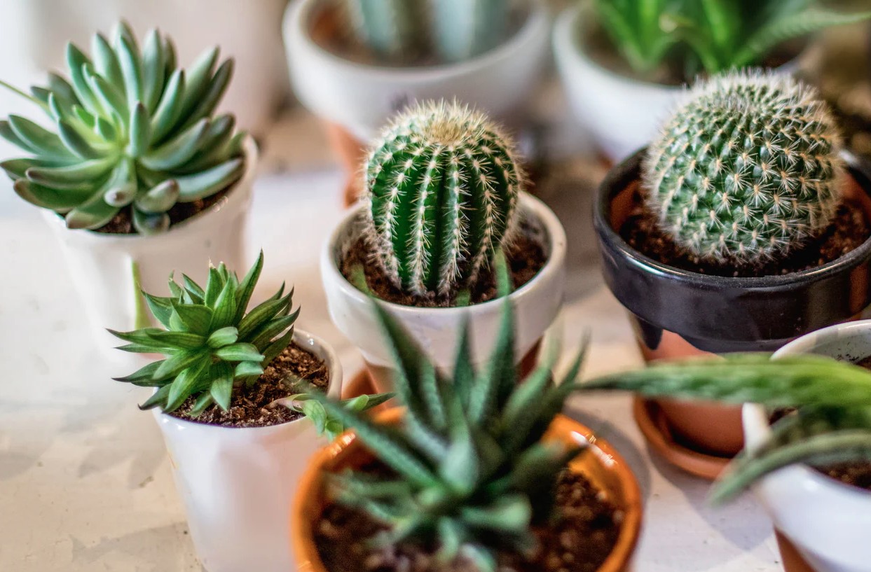 3 loại cây người trên 40 tuổi không nên trồng- Ảnh 1.