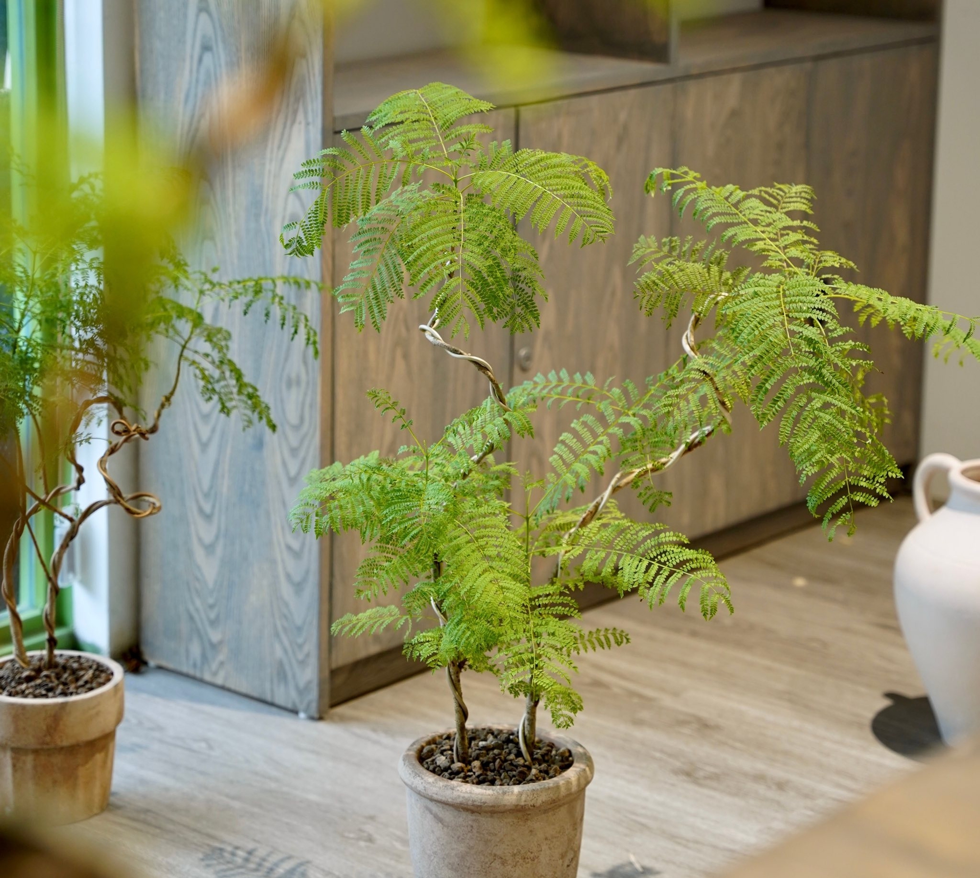 4 cây trồng trước cửa 