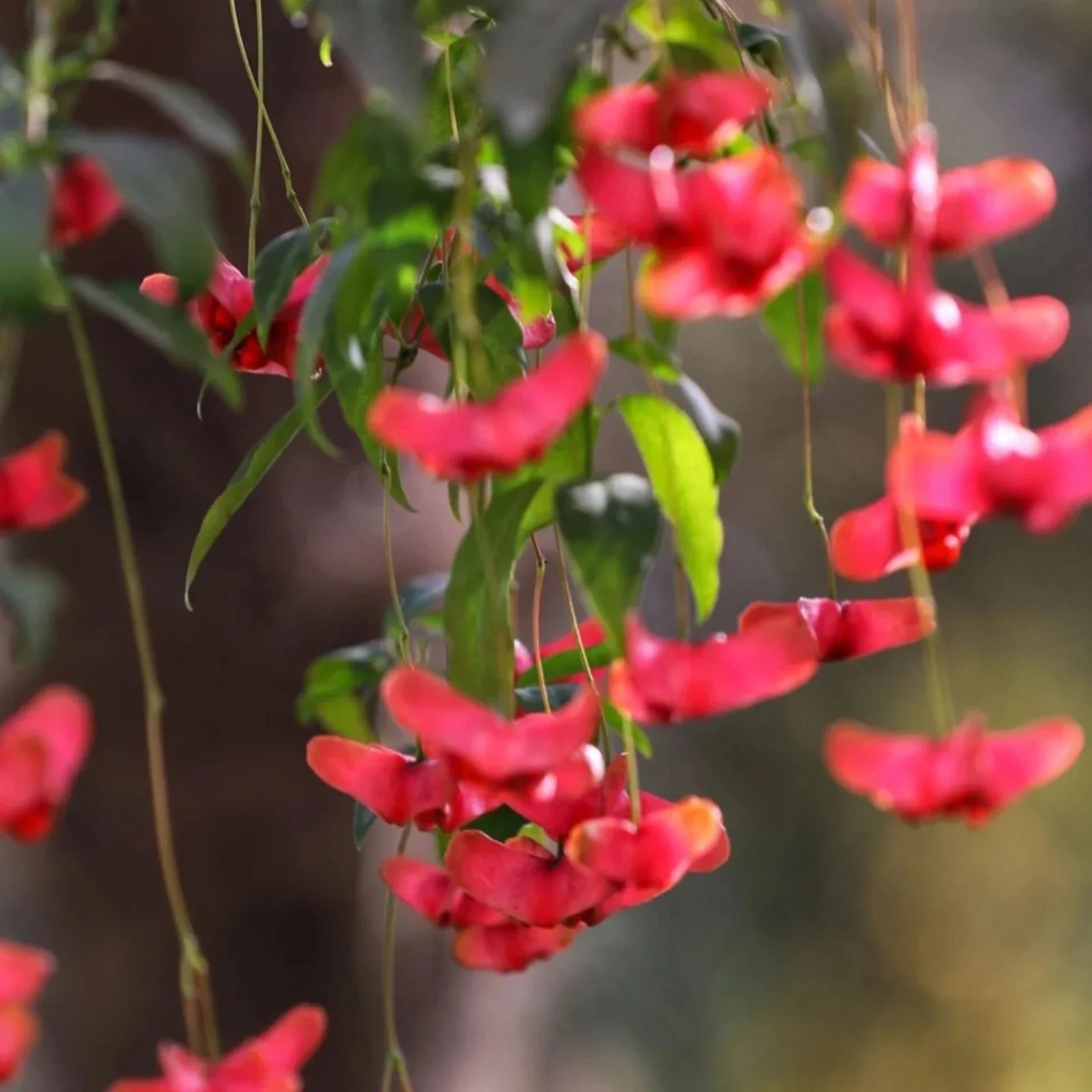 4 cây trồng trước cửa 