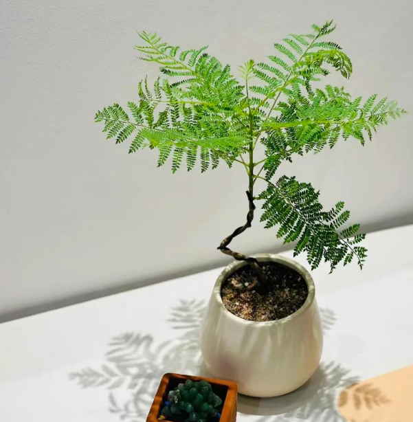 4 cây trồng trước cửa 